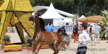 5 choses à savoir sur le concours de pur-sang arabes ce week-end à Menton