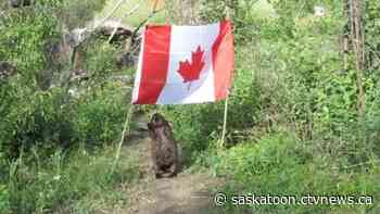 Video captures 'Spud' the Saskatoon beaver in Canada flag heist - CTV Toronto