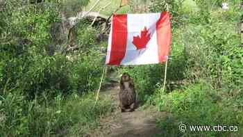 Saskatoon beaver takes down Canadian flag, makes off with flagpole - CBC.ca