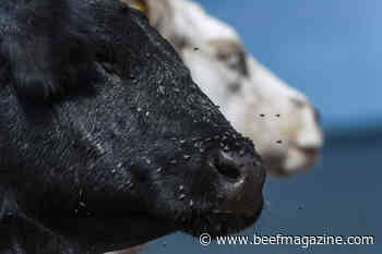 Conditions making flies a real issue in herds