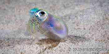 Intrepid squid mission may help in kraken riddle of why zero-g makes astronauts sick