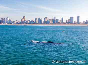 Presencia de ballenas en las costas de Necochea Y Quequén - TSN Noticias