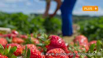 Wo kann man Erdbeeren pflücken im Kreis Neu-Ulm? So ist die aktuelle Lage - Augsburger Allgemeine