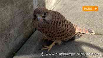 Plötzlich sitzt ein junger Falke in Neu-Ulm auf dem Esszimmerteppich - Augsburger Allgemeine