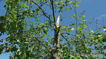 Unwetter Raum Ulm / Neu-Ulm: Schreckmoment in Senden: Baum auf Autos und Blitzeinschlag - SWP