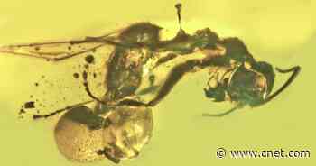 Ant trapped in ancient amber with parasitic mushroom stuck in its butt     - CNET