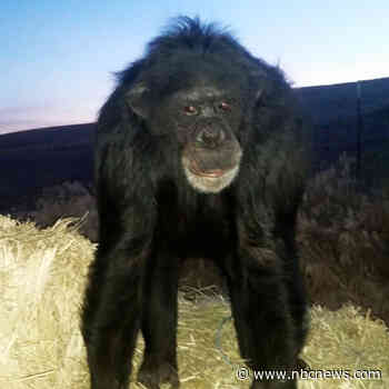 Oregon deputy fatally shoots chimpanzee after it bites owner's daughter