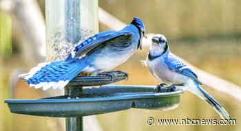 Birds acting blind when approached, dying by hundreds. Scientists don't know why.