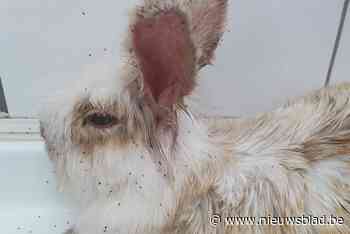 Opnieuw verwaarloosde konijnen weggehaald: ruim 50 rammelaars te adopteren