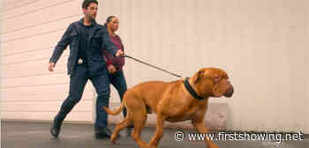First Trailer for Disney's Remake of 'Turner & Hooch' with Josh Peck