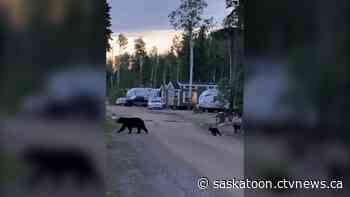 'Quit babysitting them': Sask. hunter says people need to leave bears alone after mother bear, cubs put down