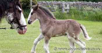 Horse breeding programme welcomes first black Clydesdale filly foal