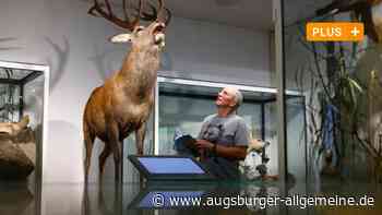 Vom mächtigen Hirschen bis zum ICE-Tunnel: Naturmuseum Ulm neu gestaltet - Augsburger Allgemeine