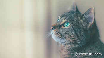 The recalled pet food linked to cats deaths - ITV News