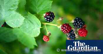 Tell us: what's your best blackberry recipe? | Food - The Guardian