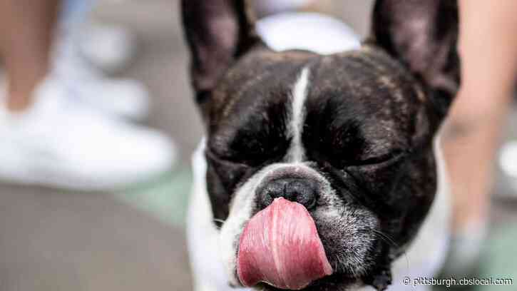 10 French Bulldogs Worth $60,000 Stolen From Ohio Breeder Found In Michigan