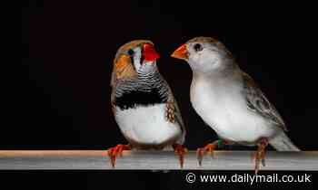 Songbirds and humans share common speech patterns, study says