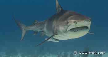 Scientists charge 3,000-year-old shark with fatal attack on prehistoric man     - CNET