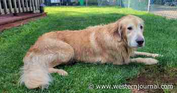 'Chunk' the Golden Retriever Missing for 2 Weeks Finally Found by State Troopers Swimming in the Bay