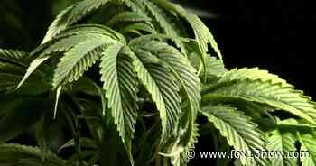 Should cops be allowed to use medical cannabis in Utah? - fox13now.com