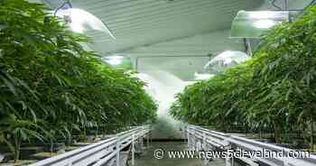 Ohio attempts to regulate Delta-8 THC in medical marijuana products - News 5 Cleveland