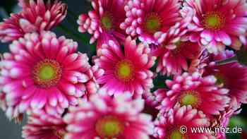 Blumensträuße in Dissen warten auf ihre Finder - noz.de - Neue Osnabrücker Zeitung