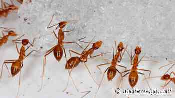 'Crazy' ants that kill birds eradicated from Pacific atoll
