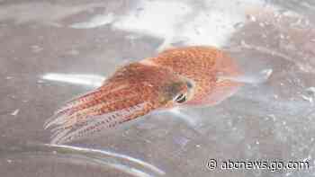 NASA sends squid from Hawaii into space for research