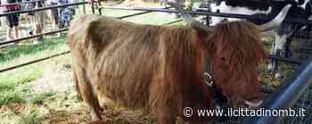 Albiate, la sagra di San Fermo numero 412 è ufficiale: «Abbiamo fatto il massimo per poter avere l'okay» - Il Cittadino di Monza e Brianza