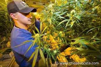 Smokable marijuana allowed in Louisiana's medical pot program after Gov. John Bel Edwards signs bill - The Advocate