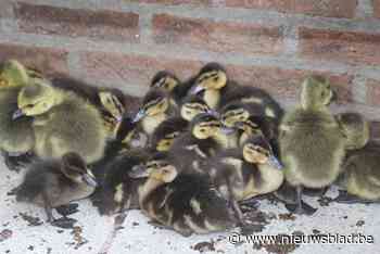Vogelopvangcentrum overvol na verlengd weekend: vrijwilligers gezocht - Het Nieuwsblad