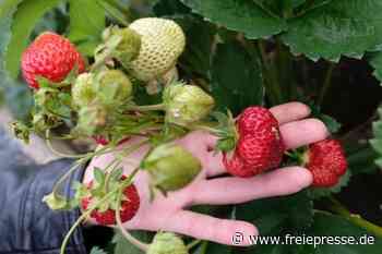 Imagewechsel für die Parzelle: Kleingärtnern soll cool werden - Freie Presse