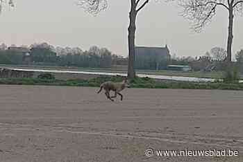 'Wolf van Kalmthout' komt uit Duitse roedel (Kalmthout) - Het Nieuwsblad