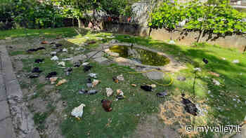 Razzia della volpe in un allevamento di Clusone, uccise più di cento galline - MyValley.it