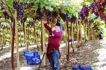 Moquegua: Productores comercializan 60 toneladas de uva Red Globe a Colombia - El Peruano