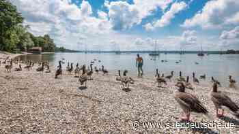 Parasiten-Alarm am Ammersee - Süddeutsche Zeitung