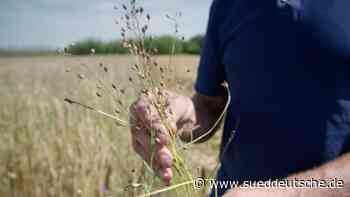 Starnberg - Wurzeln des Überlebens - Starnberg - Süddeutsche Zeitung