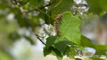 Volunteers scramble to save trees from gypsy moth caterpillars