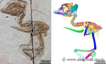 Tiny extinct bird from China had a skull similar to a T.REX