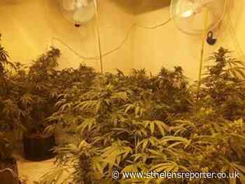 Large cannabis farm discovered in Newton-le-Willows - St Helens Reporter