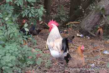 Gemeenteraad Wuustwezel: “Eet voorlopig geen eieren van eigen kippen”