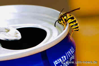 Tierfreundlich und umweltschonend: So bleibt die Wohnung insektenfrei