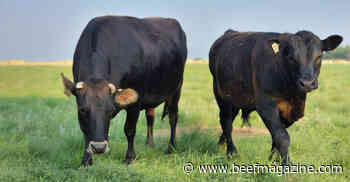 Niche market for ranch-raised beef on the rise