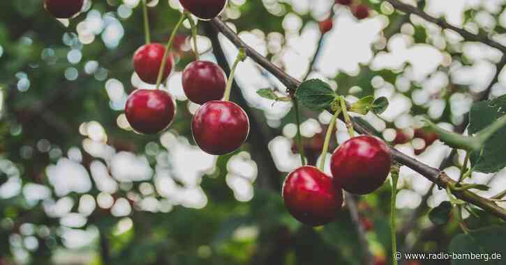 Fränkische Schweiz bereit für Kirschernte