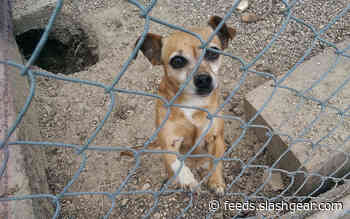 All the dog food recalls in effect for 2021 – so far