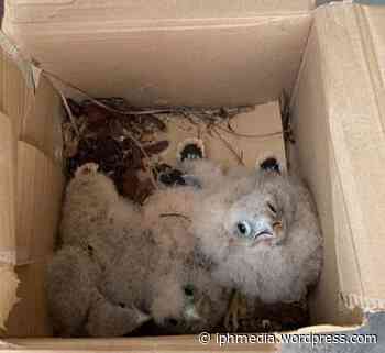 COURNONTERRAL : 2 bébés faucons pèlerins découverts dans un arbre. - IPH Média
