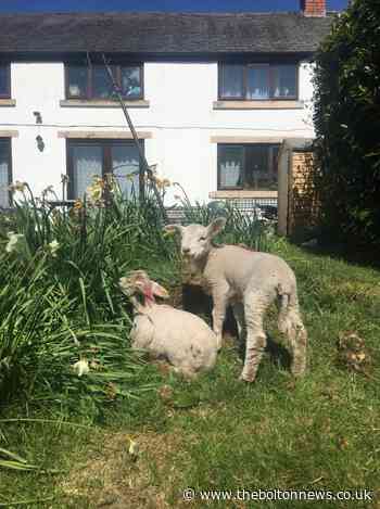 ‘Care farm’ given approval to build on green belt land in Bolton
