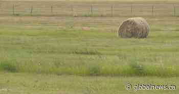 Soil conditions decline in Saskatchewan due to strong winds, lack of rain