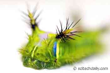Strange Biology: The Very Venomous Caterpillar