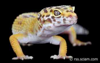 Cancer Clues Found in Gene behind 'Lemon Frost' Gecko Color